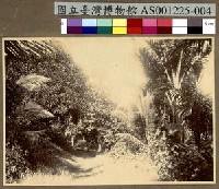 藏品(楚克島 Chuuk (Truk) 的植物生態寫真)的圖片